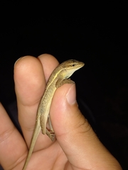 Anolis auratus