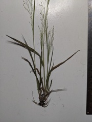 Panicum flexile