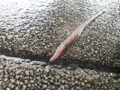 Aporrectodea icterica