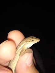 Anolis auratus