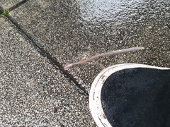 Aporrectodea icterica