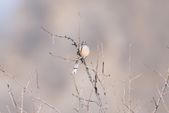 Emberiza godlewskii