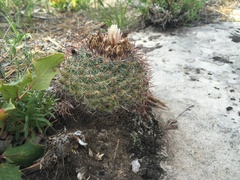 Pediocactus simpsonii