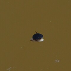 Agabinae