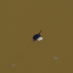 Agabinae