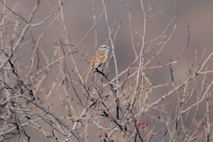 Emberiza godlewskii