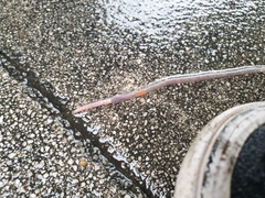 Aporrectodea icterica