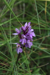 Dactylorhiza maculata