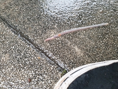 Aporrectodea icterica