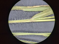 Panicum flexile