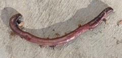 Lumbricus