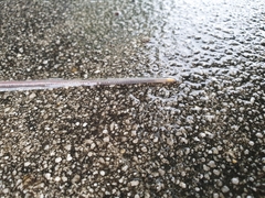 Aporrectodea icterica