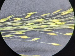 Panicum flexile