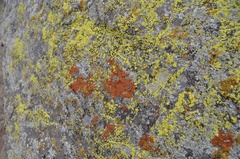 Acarosporaceae