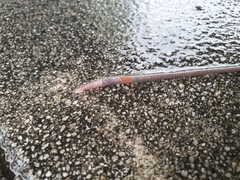 Aporrectodea icterica