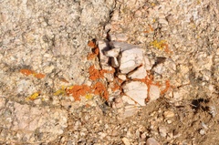 Acarosporaceae