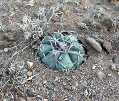 Echinocactus horizonthalonius