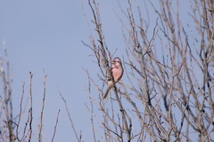 Carpodacus davidianus