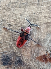 Pyrrhocoridae