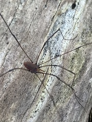 Leiobunum