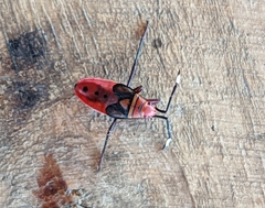 Pyrrhocoridae