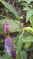 Clematis lasiandra