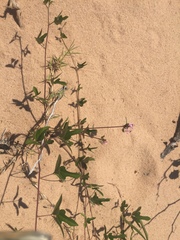 Phaseolus filiformis