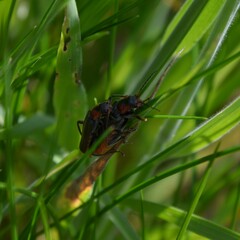 Cantharis fusca