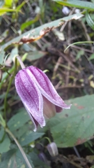 Clematis lasiandra