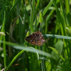 Euclidia glyphica