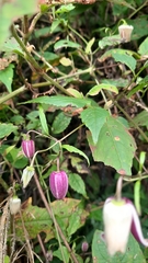 Clematis lasiandra