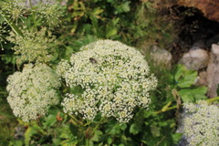 Peucedanum ostruthium