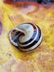 Cepaea hortensis