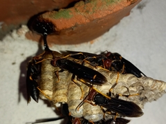Polistes erythrocephalus
