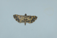 Eurrhyparodes tricoloralis