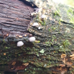 Mycena pseudocorticola