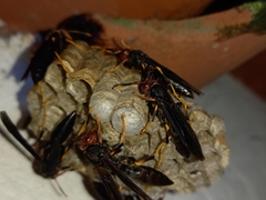Polistes erythrocephalus