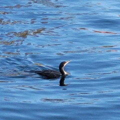 Phalacrocorax carbo