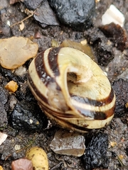 Cepaea hortensis