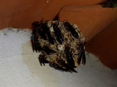 Polistes erythrocephalus
