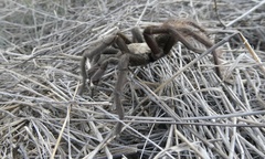 Aphonopelma eutylenum