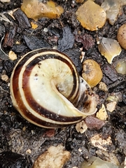 Cepaea hortensis