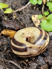 Cepaea hortensis