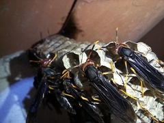 Polistes erythrocephalus