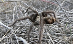 Aphonopelma eutylenum