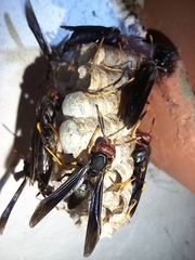 Polistes erythrocephalus