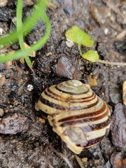 Cepaea hortensis