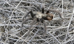 Aphonopelma eutylenum