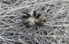Aphonopelma eutylenum