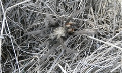 Aphonopelma eutylenum